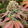 Семена  Northern Soul feminised Ganja Seeds