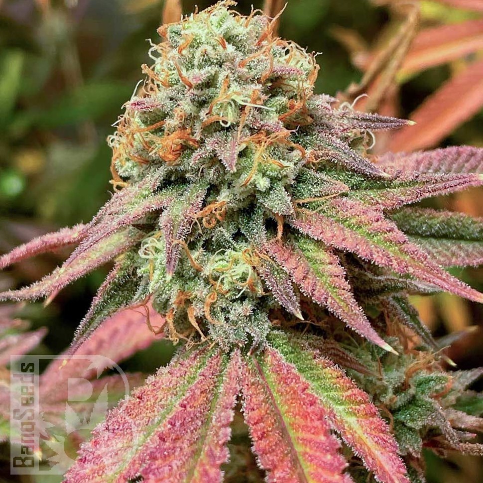 Семена  Northern Soul feminised Ganja Seeds