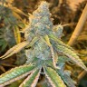 Семена  Northern Soul feminised Ganja Seeds