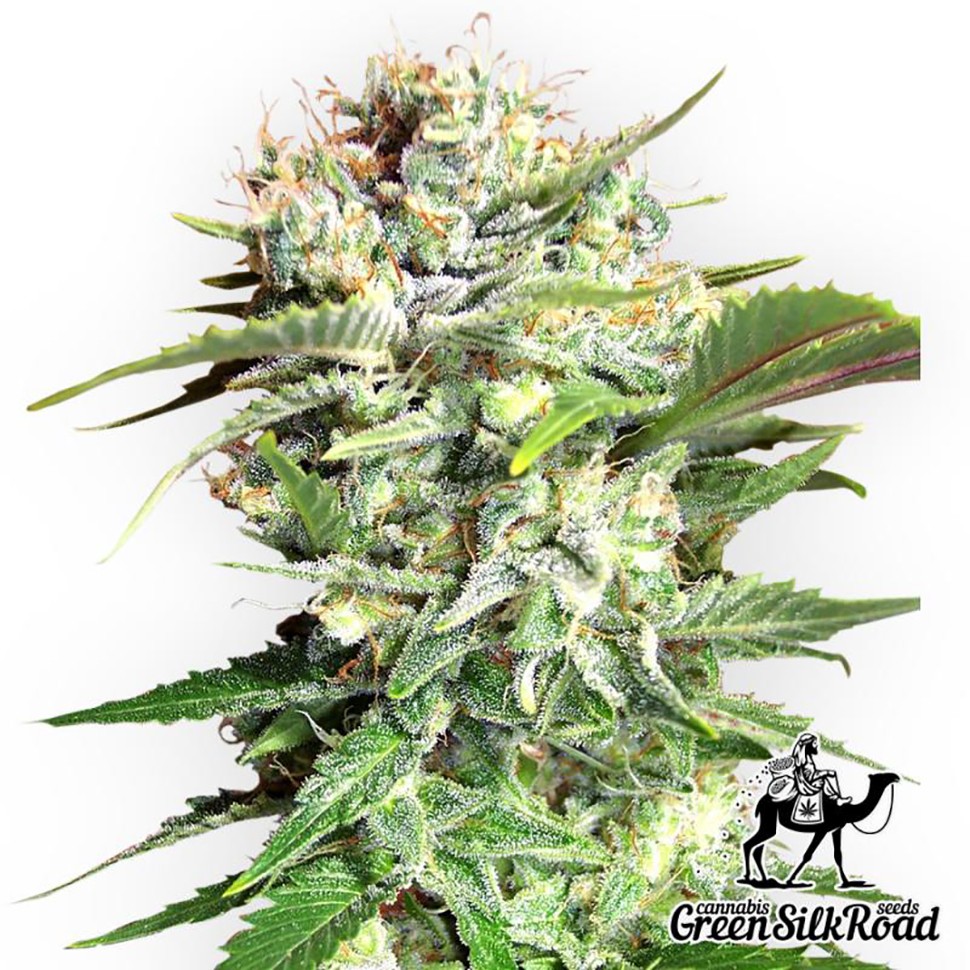 Семена конопли  Bubble Gum feminised Green Silk Road Seeds