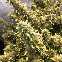 Auto Big Bud XXL feminised Ganja Seeds