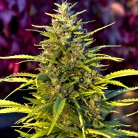 Orange Bud feminised Ganja Seeds