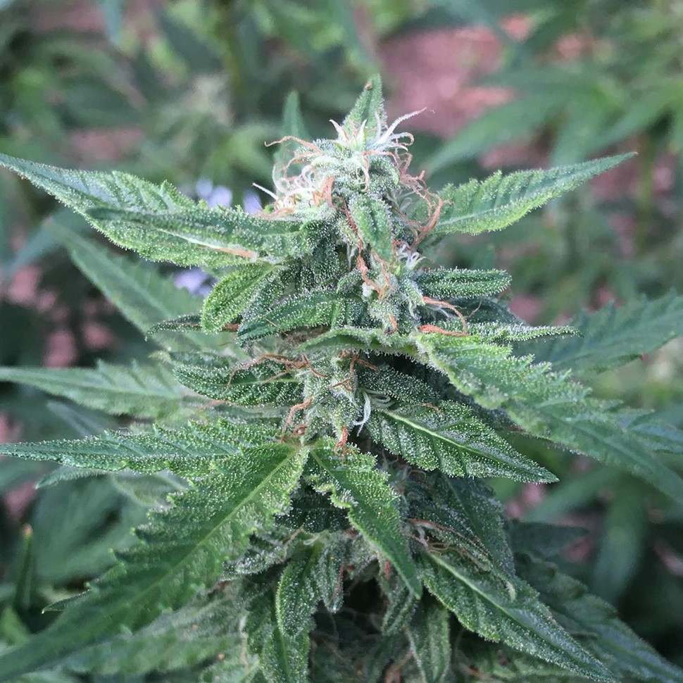 купить урожайные семена конопли Auto Haze feminised