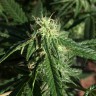 купить качественные семена конопли Auto Haze feminised