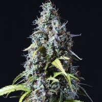 Auto Haze feminised Ganja Seeds