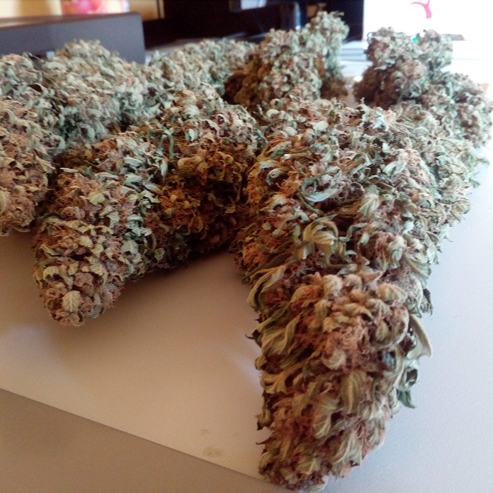 Семена каннабиса  Black Domina feminised Ganja Seeds