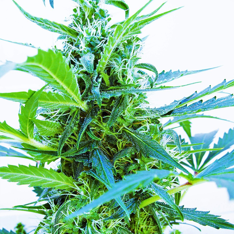 Семена марихуаны  Auto Blue Kush feminised Ganja Seeds