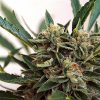 Original Skunk #1 feminised Ganja Seeds