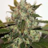 Семена марихуаны  Original Skunk #1 feminised Ganja Seeds