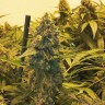Семена марихуаны  Original Skunk #1 feminised Ganja Seeds