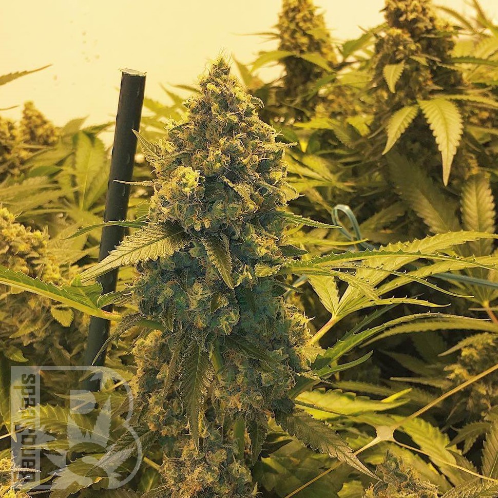 Семена марихуаны  Original Skunk #1 feminised Ganja Seeds