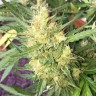 купить семена конопли недорого Auto Cheese feminised