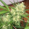 купить семена конопли в оригинальных упаковках Auto Cheese feminised