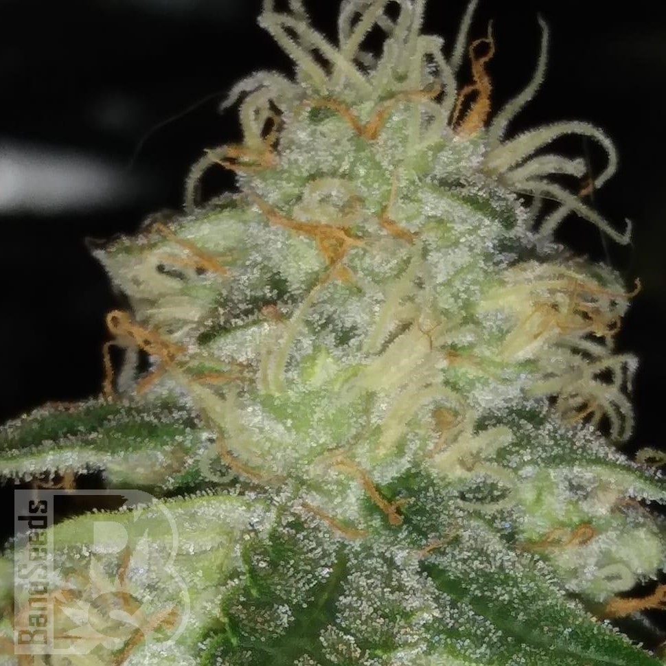 Семена конопли  Power Plant regular Ganja Seeds