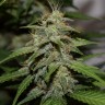семена конопли с доставкой Auto Parmesan feminised Victory Seeds
