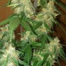 семена конопли  LSD feminised Ganja Seeds
