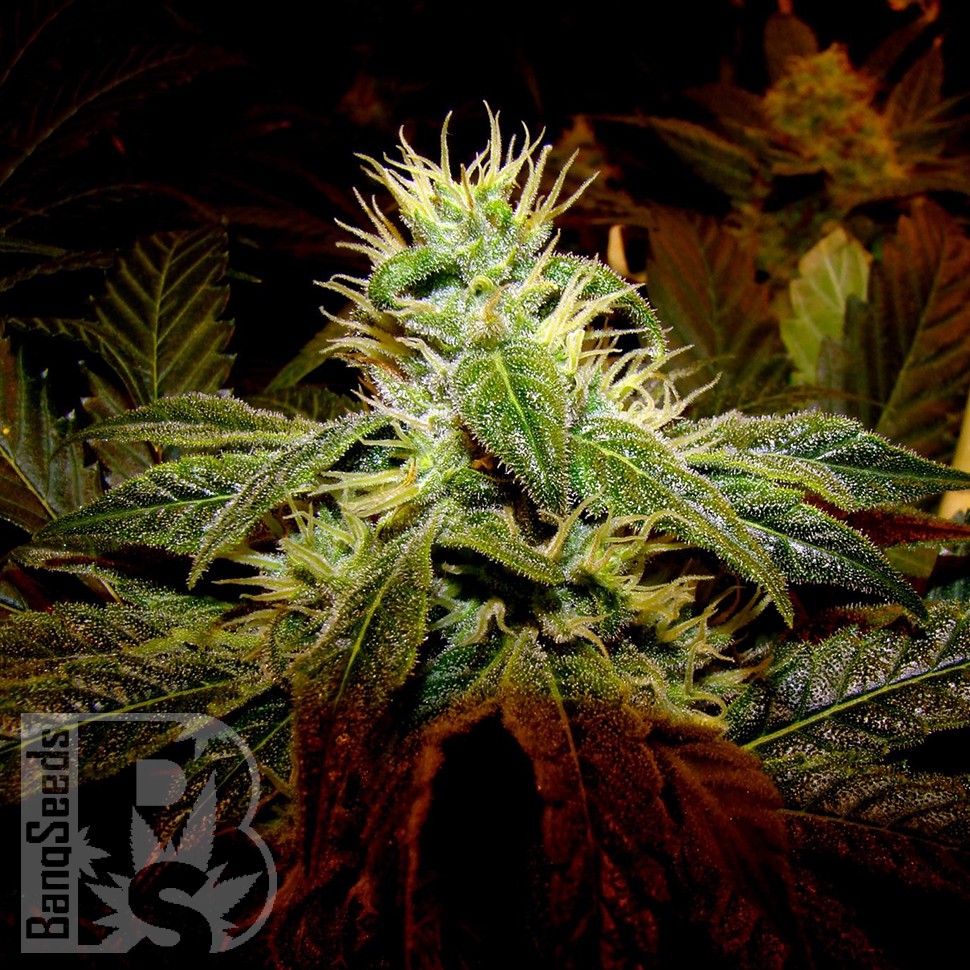 Семена ганжа  Black Domina x G13 feminised Ganja Seeds