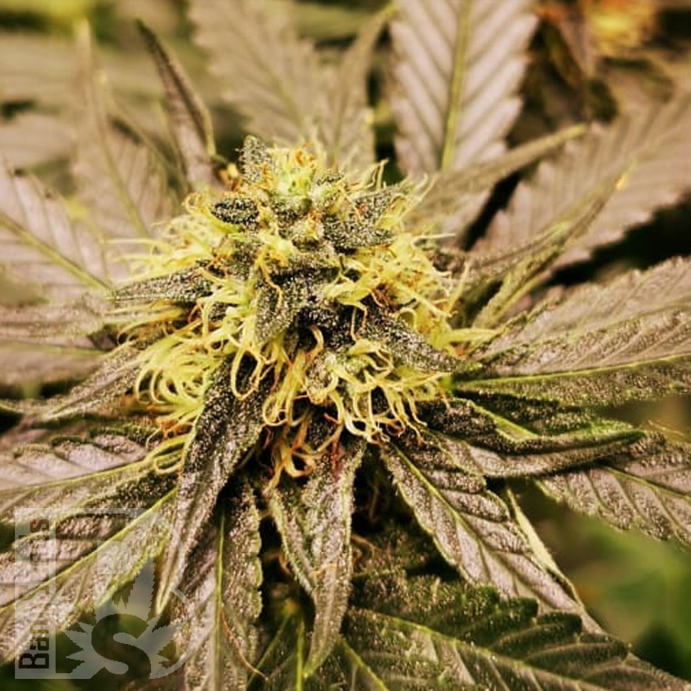 Семена ганжа  Black Domina x G13 feminised Ganja Seeds