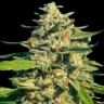 Семена ганжа  Black Domina x G13 feminised Ganja Seeds