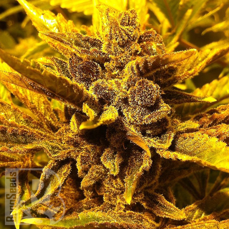 Семена конопли  Pepoberry feminised Ganja Seeds