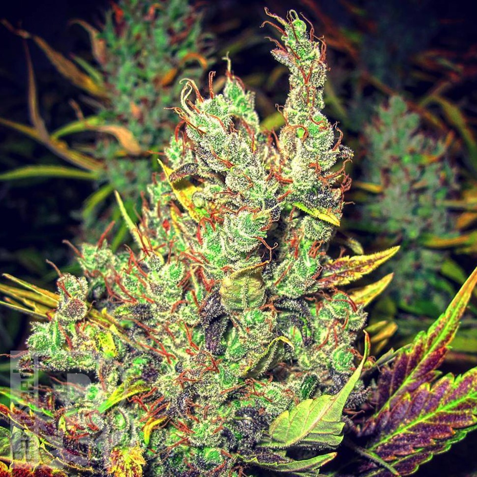 Семена конопли  Pepoberry feminised Ganja Seeds