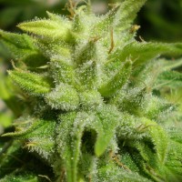 Euforia regular Ganja Seeds