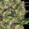 Семена  Euforia regular Ganja Seeds