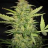 Семена  Euforia regular Ganja Seeds