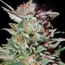 Семена  AK-47 х Lowryder (Aklow) regular Ganja Seeds