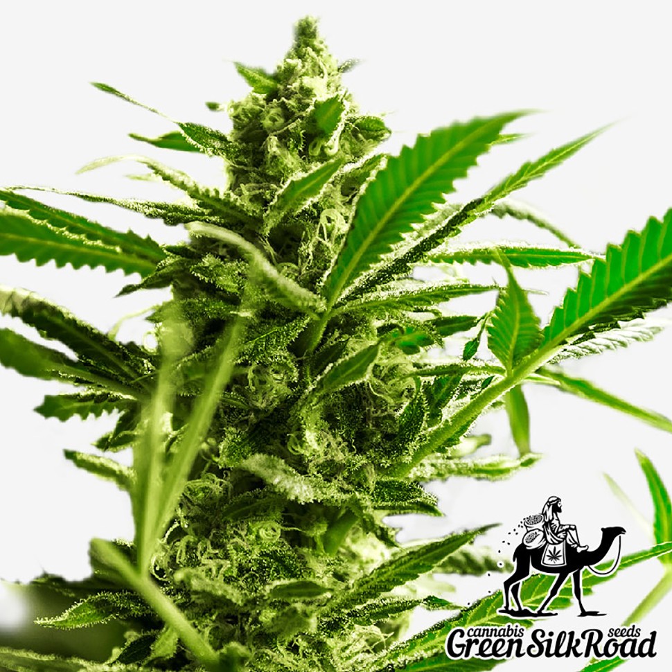 Семена марихуаны  Great White Shark feminised Green Silk Road Seeds