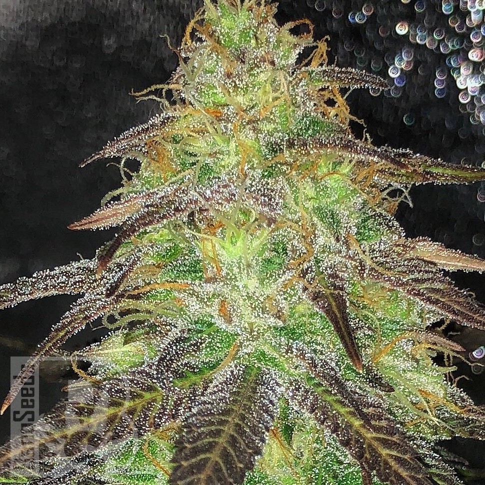 Семена  Auto Cream Caramel feminised Ganja Seeds