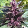 Семена каннабиса  Pure Kush feminised Ganja Seeds