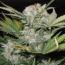 купить семена конопли в Украине Auto Fast Bud feminised