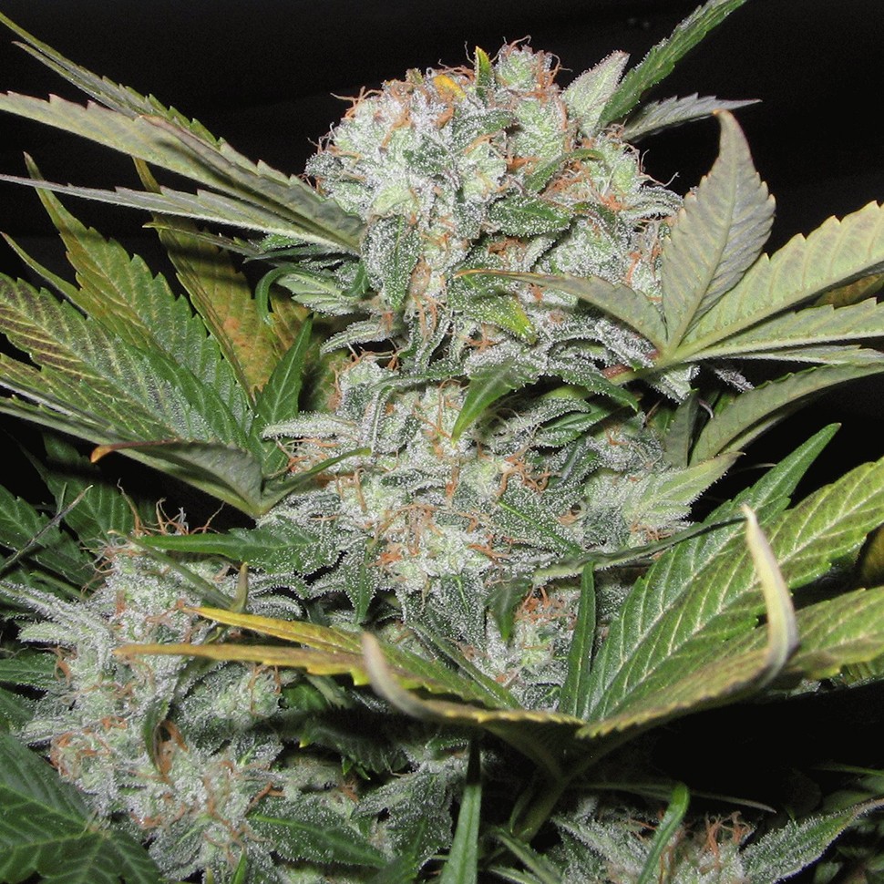 купить семена конопли в Украине Auto Fast Bud feminised