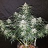 купить семена конопли в оригинальных упаковках Auto Fast Bud feminised