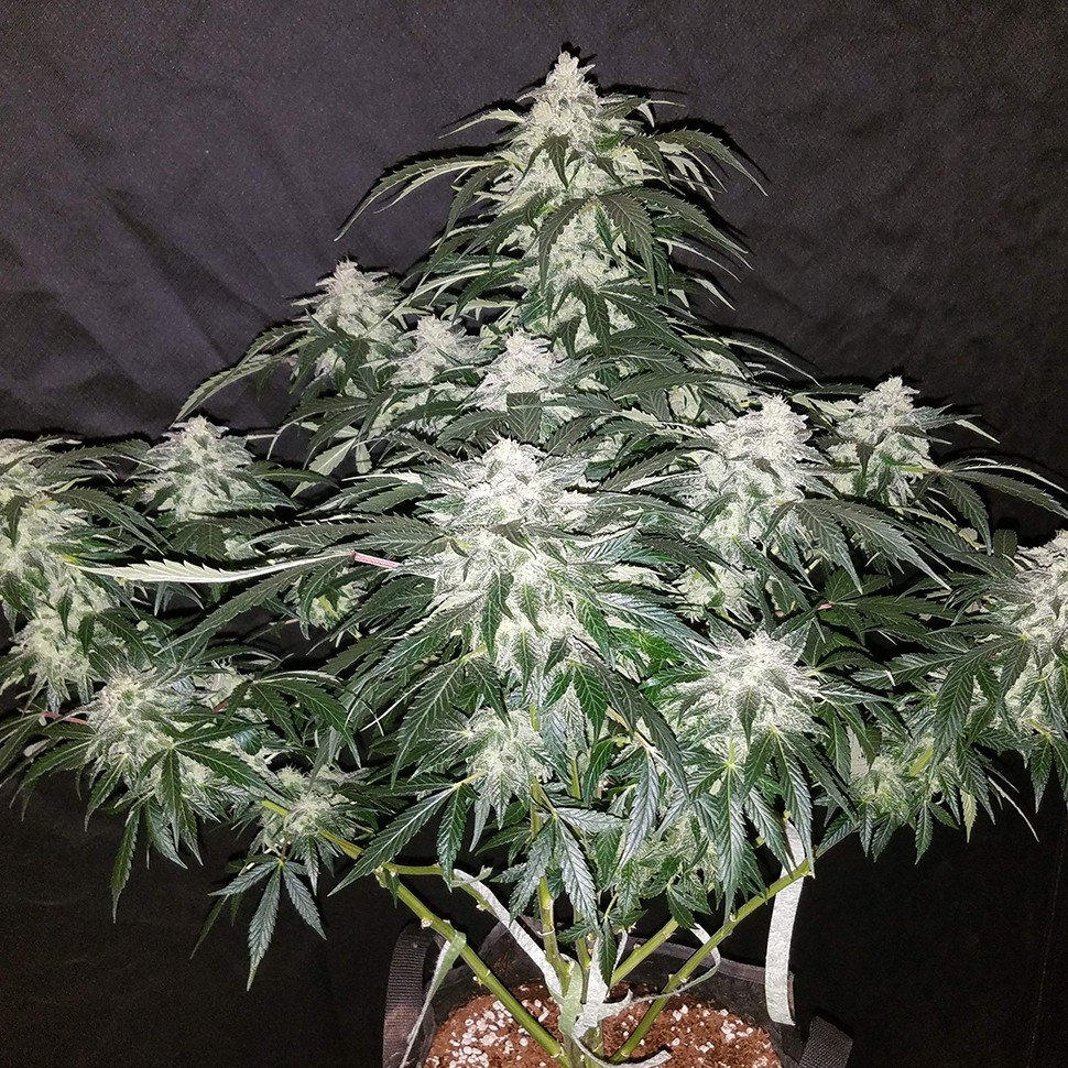 купить семена конопли в оригинальных упаковках Auto Fast Bud feminised