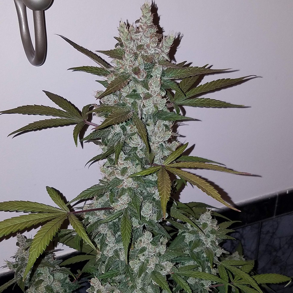 купить урожайные семена конопли Auto Fast Bud feminised