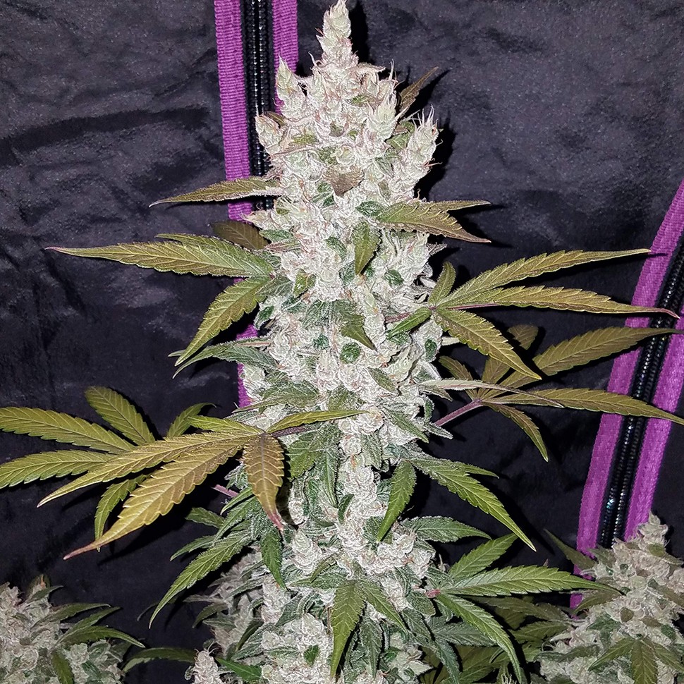купить семена конопли феминизированные  Auto Fast Bud feminised