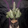 купить семена сортовой конопли Auto Fast Bud feminised