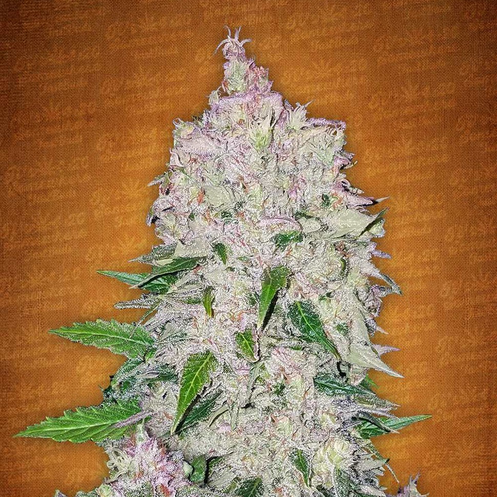 купить семена конопли f1 в оригинальной упаковке Auto Fast Bud feminised