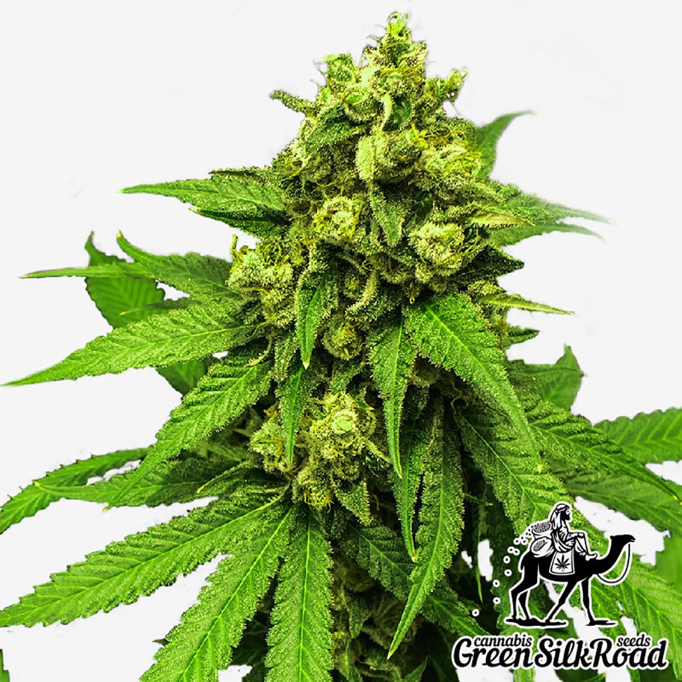 Семена марихуаны  Northern Lights feminised Green Silk Road Seeds