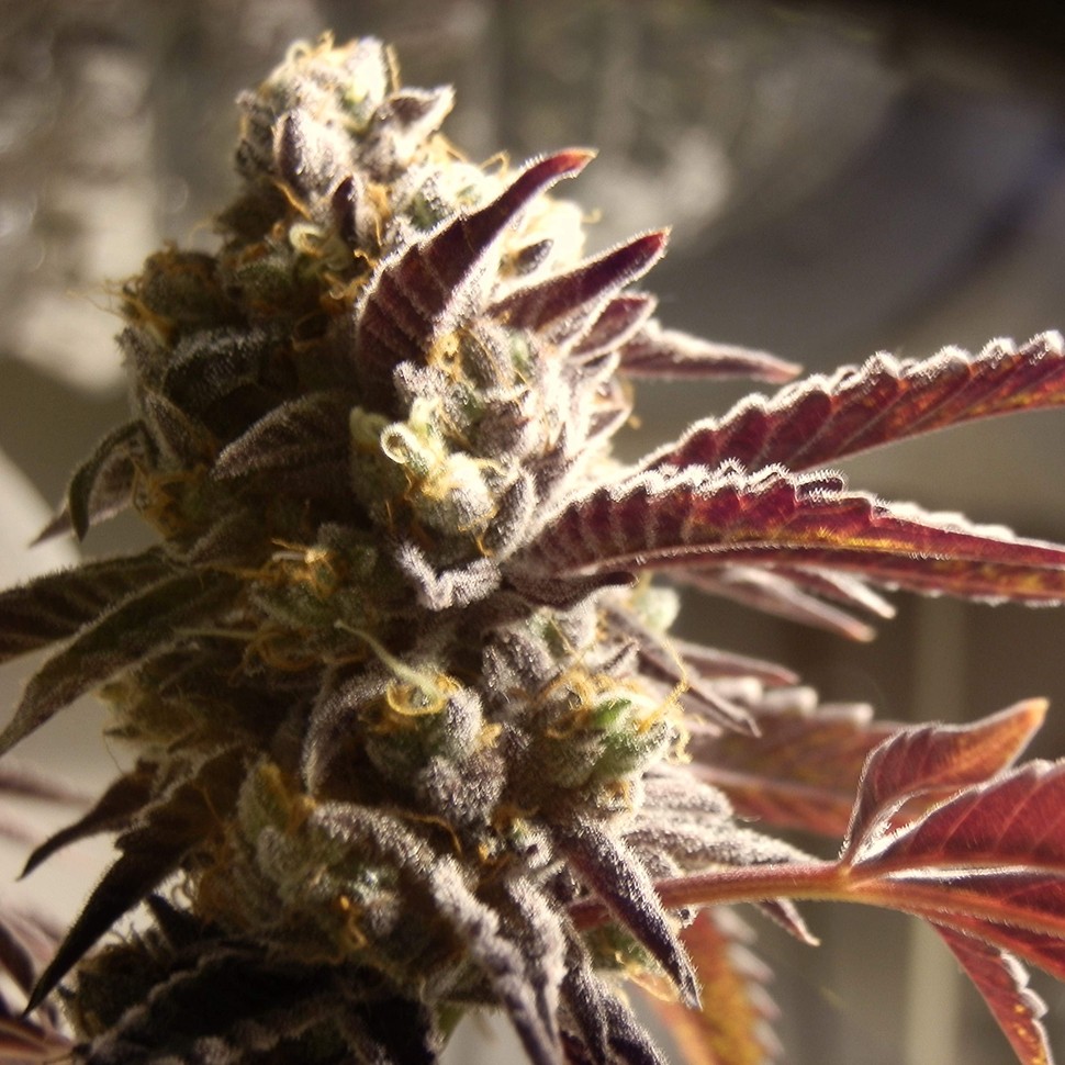 Семена каннабиса  Auto Seemango feminised Victory Seeds