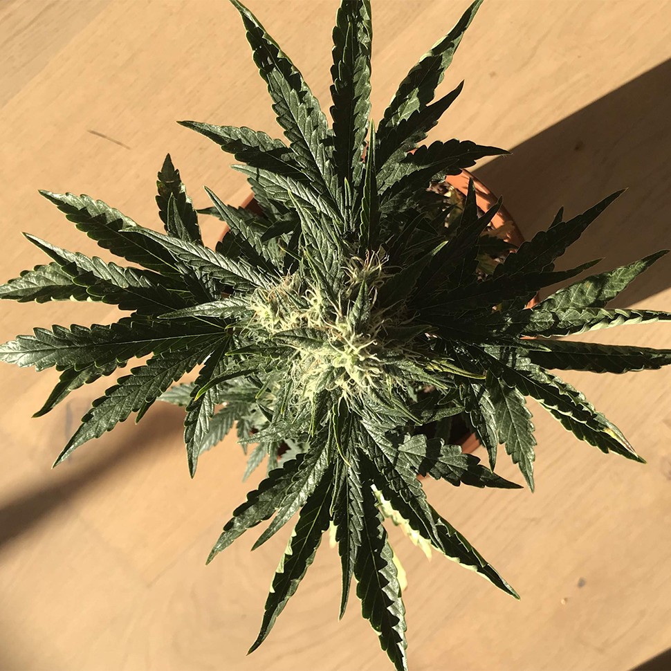качественные семена конопли Auto Afghan Kush feminised Ganja Seeds