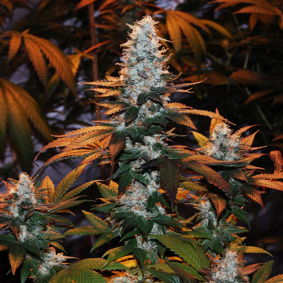 Семена марихуаны  Auto Cream Mandarine feminised Ganja Seeds