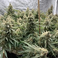 Auto Super Extra Skunk feminised Victory Seeds