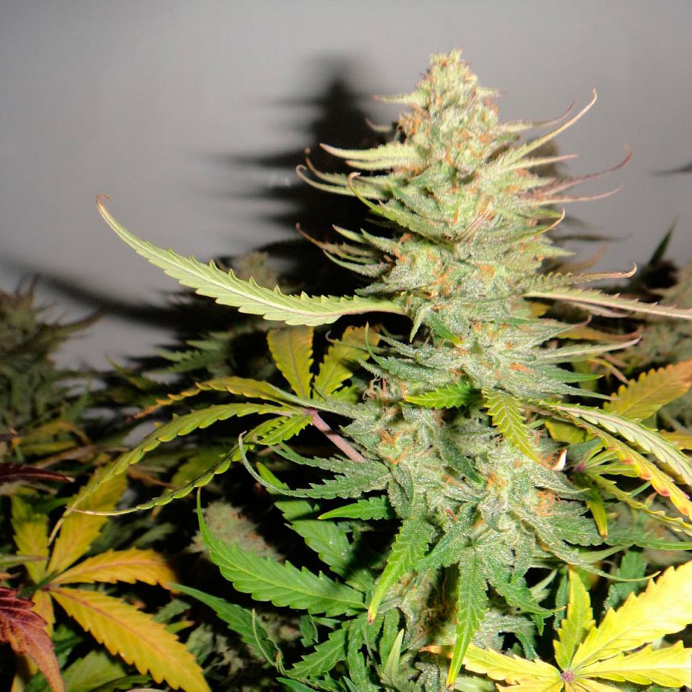 Семена каннабиса  Auto Afghani #1 feminised Ganja Seeds