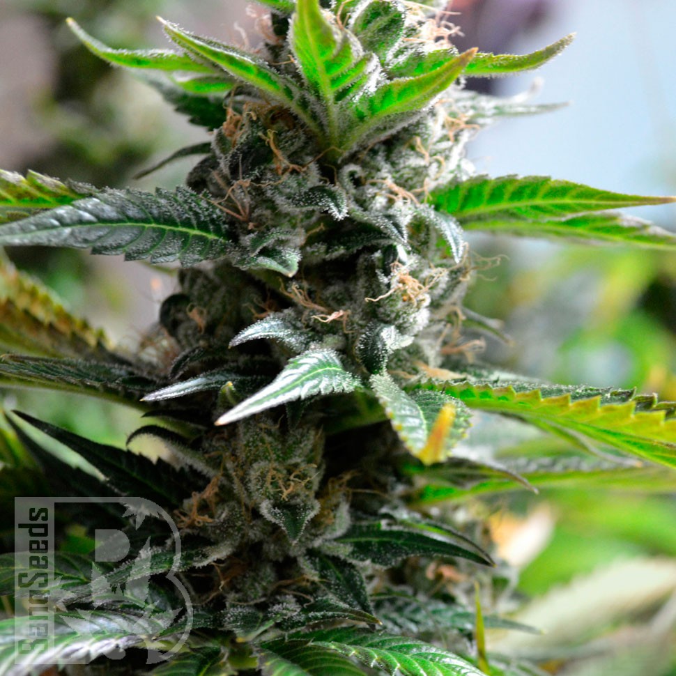 Семена марихуаны  Auto Super Skunk regular Ganja Seeds