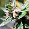 семена конопли почтой Auto Super Skunk regular