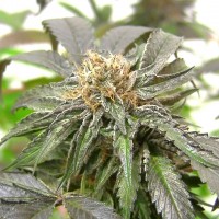 Purple Kush feminised Ganja Seeds
