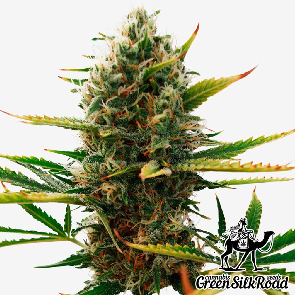 Семена каннабиса  Super Skunk feminised Green Silk Road Seeds